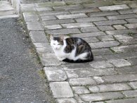 Kočka na chodníku před domem, autor: Tomáš*