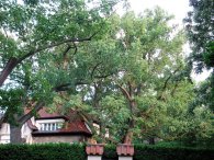 Památný dub u vily na zahradě za plotem, autor: Tomáš*