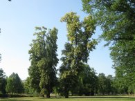 Stromy ve Stromovce, autor: Tomáš*