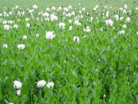 Kvetoucí makové pole, autor: Tomáš*