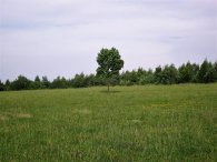 V letňanském lesoparku, autor: Tomáš*