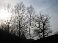 Stromy na hrázi Hořejšího rybníka (proti zapadajícímu sluníčku), autor: Tomáš*