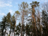 Koruny stromů v Klánovickém lese, autor: Tomáš*