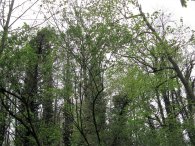 Lesní porosty ve Vinořském (zámeckém) parku, autor: Tomáš*