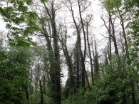 Lesní porosty ve Vinořském parku, autor: Tomáš*