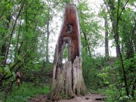 Pahýl starého stromu, autor: Tomáš*