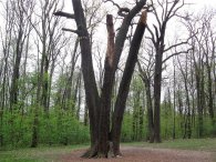 Památné duby v Satalické bažantnici, autor: Tomáš*