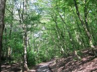 Cesta vzhůru přírodní rezervací Homolka, autor: Tomáš*