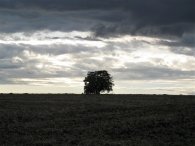 Osamělý strom v zapadajícím sluníčku, autor: Tomáš*