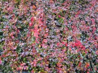 Teplé barvy podzimu, autor: Tomáš*