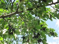 Zralé plody staré třešně, autor: Tomáš*