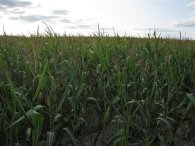 Kukuřičné pole, autor: Tomáš*