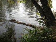 Že by krokodýl na Vltavě...?  :-), autor: Tomáš*