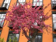Kvetoucí strom před domem na Žižkově, autor: Tomáš*