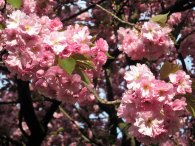 Květy sakury fotili na Petříně i Japonci, autor: Tomáš*