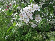 Květy plané jabloně, autor: Tomáš*