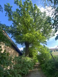 Památný strom v Křeslicích, autor: Zuzka