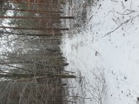 Trocha sněhu v Klánovickém lese, autor: Me2d_Turista