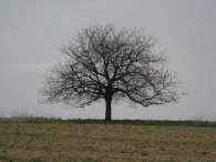 Strom v polích, autor: Tomáš*