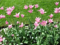 Tulipány v Královské zahradě, autor: Tomáš*