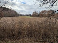 mokřad v Dubči, autor: Andrea Kylarová