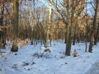 Klánovický les 1, autor: Andrea Kylarová