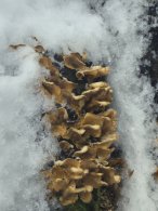 Houby, autor: Jaroslava Seimlová