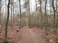 v lese, autor: Andrea Kylarová