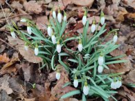 poslové jara, autor: Andrea Kylarová