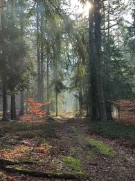 Tajemné Brdské lesy, autor: Andrea Kylarová