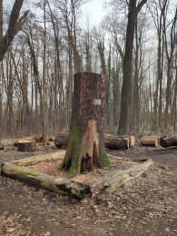 Jeden z Miranových dubů, který již bohužel nežije, autor: Andrea Kylarová