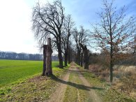 Alej mezi Vinořským parkem a Satalickou bažantnicí, autor: Andrea Kylarová