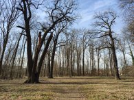 Palouk s duby letními, autor: Andrea Kylarová