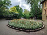 tulipány u Dolní Langhausky, autor: Andrea Kylarová