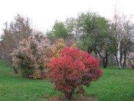 Barvy libeňského podzimu, autor: Tomáš*